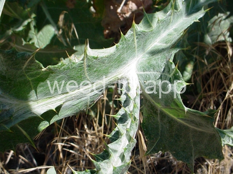 thistle, Scotch